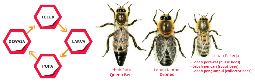 Fungsi lebah madu