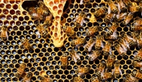 Fakta dan Manfaat Propolis yang Perlu Anda Ketahui
