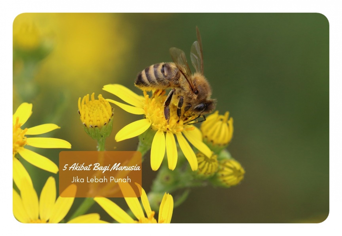 5 Akibat yang Akan Menimpa Manusia Jika Lebah Punah
