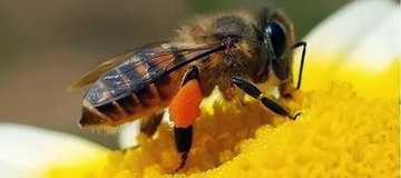 tentang lebah hdi